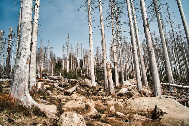 El calentamiento devastó los bosques hace 56 millones de años