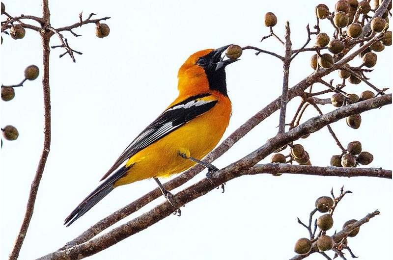El clima extremo reduce el hábitat estimado de aves en EEUU