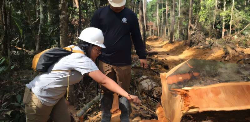Isótopos permiten rastrear madera ilegal de la Amazonía