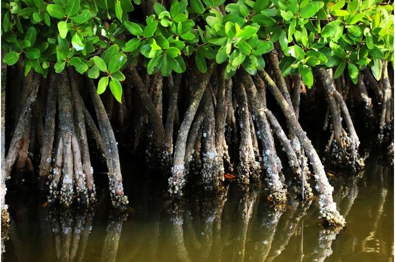 Los manglares revierten décadas de pérdida global