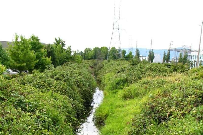 Arroyos enterrados resurgen como defensa climática urbana