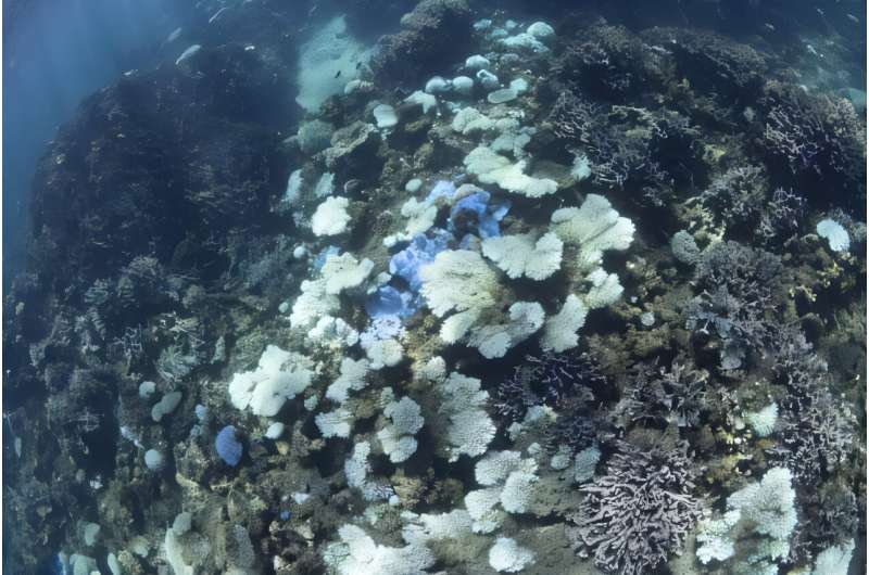 Las olas de calor marinas amenazan los ecosistemas oceánicos