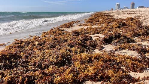 Sargazo récord presiona las playas y las cuentas de Miami