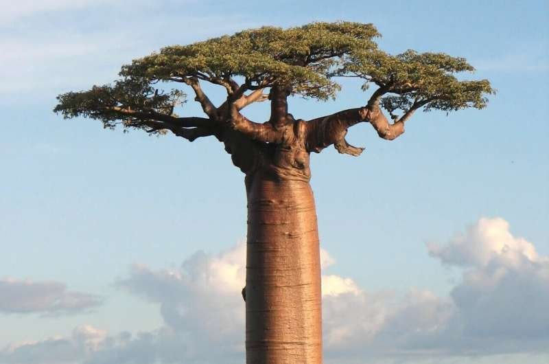 Los bosques tropicales responden al clima de forma desigual