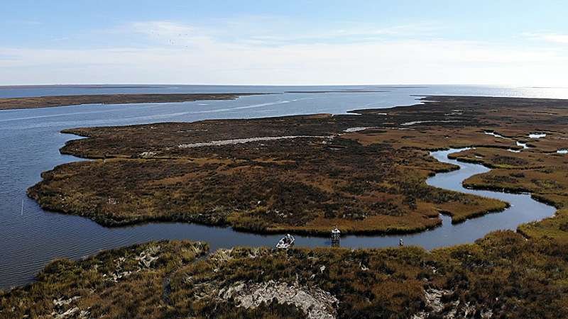 Arroyos de marea alteran el balance de carbono en las marismas