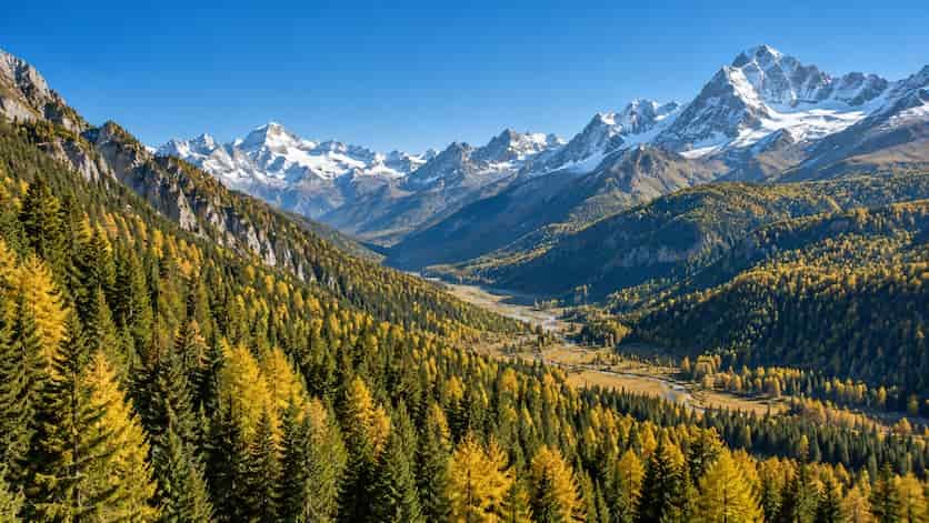 Más calor no garantiza que los bosques capturen más CO₂