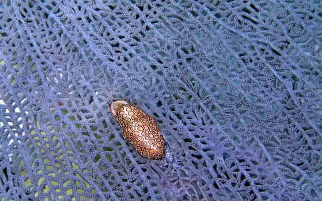 El calor oceánico alteraría el tamaño de miles de especies