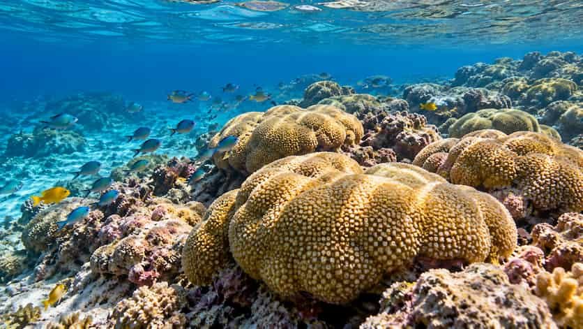 Australia descubre cuándo se reproducen corales clave de Ningaloo