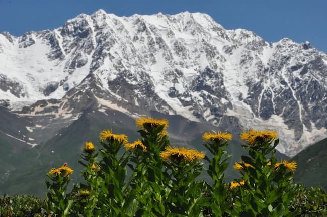El verdor de las montañas oculta extinciones de plantas alpinas