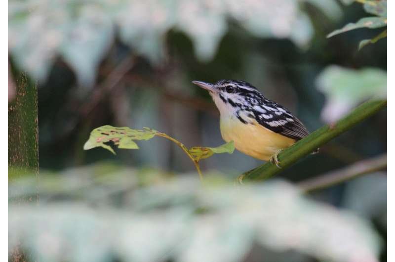 Proteger los bosques amazónicos supera a restaurarlos en biodiversidad