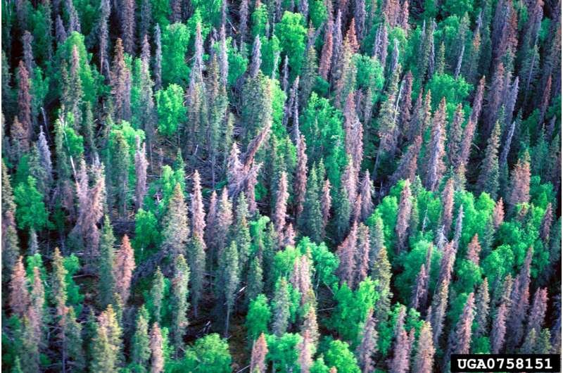 Satélites anticipan el declive forestal en Estados Unidos