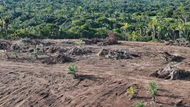 Baja la deforestación en el bosque atlántico de Brasil, pero ¿significa esto que ha ganado biodiversidad?