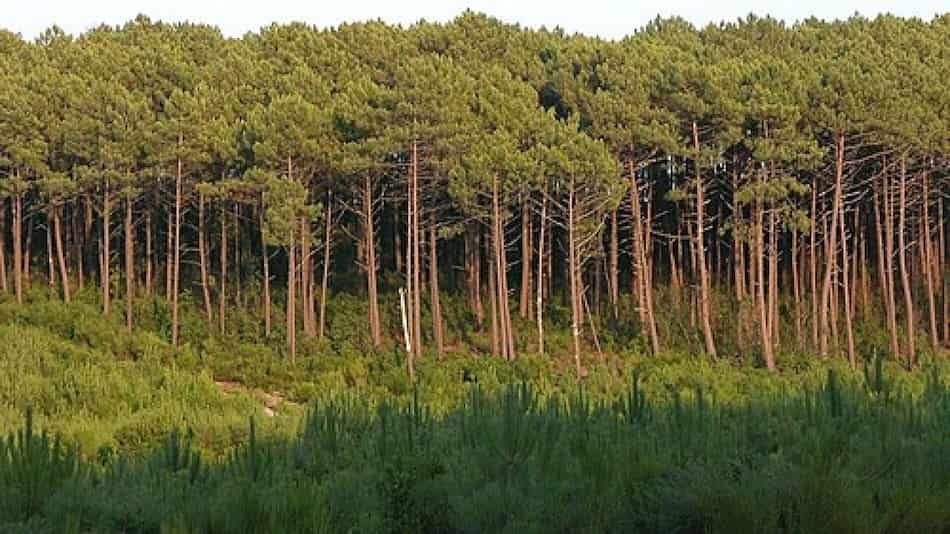 Francia transformó humedales en un inmenso pinar