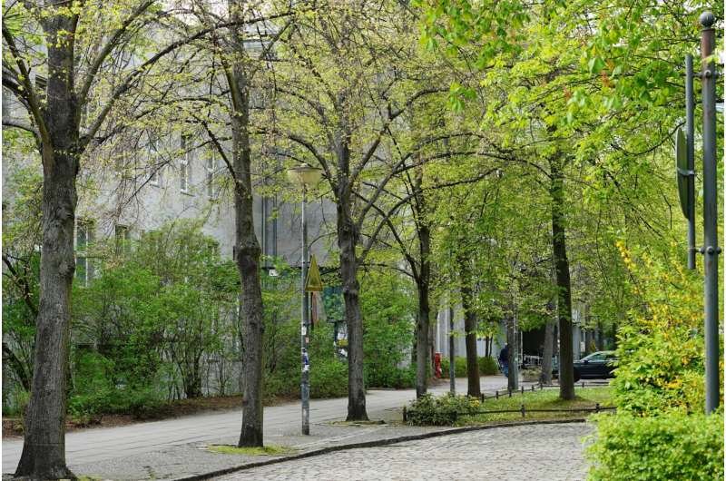 Una IA identifica especies de árboles para ciudades más verdes