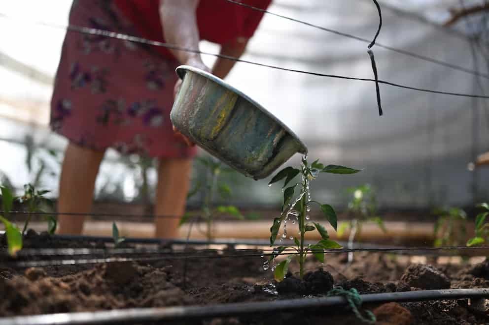El Niño eleva la amenaza de una nueva crisis alimentaria global