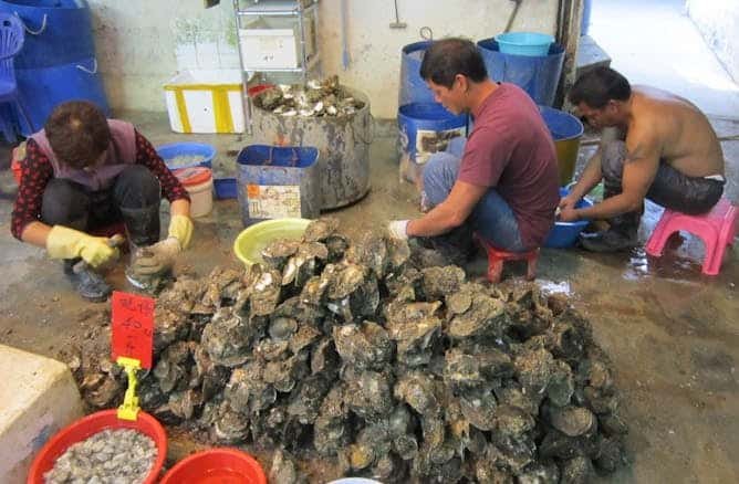 El cambio climático acaba con toneladas de ostras y mejillones en Japón y en Galicia