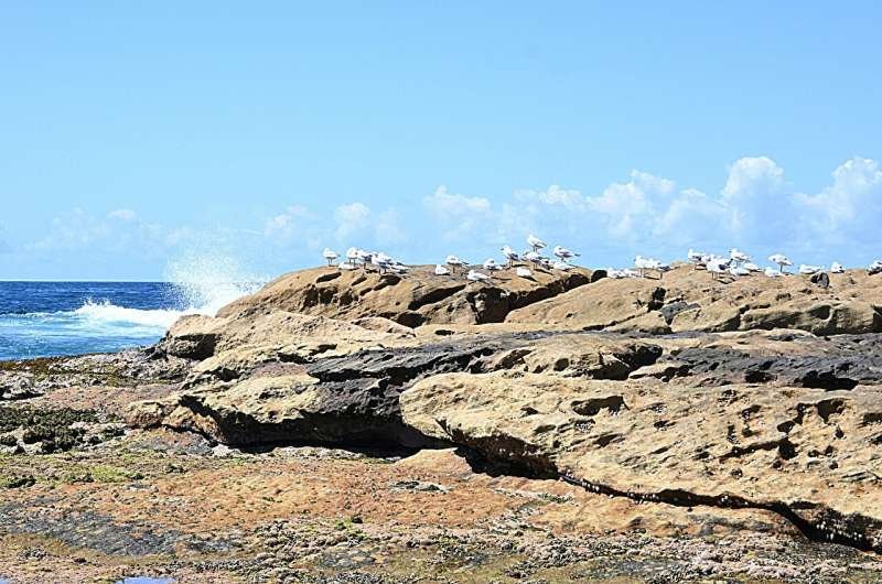 Olas de calor marinas amenazan la salud infantil en las costas