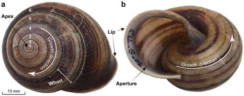 Conchas de caracol revelan huellas de antiguos ciclones