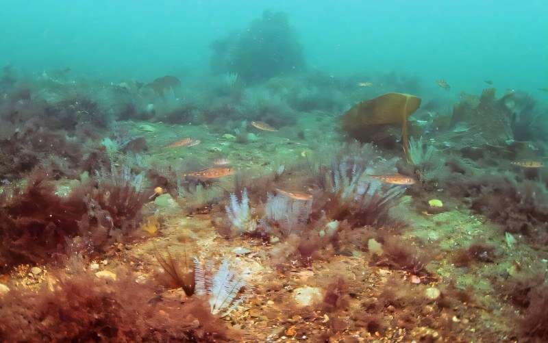 El fondo marino emerge como una pieza clave del sistema terrestre
