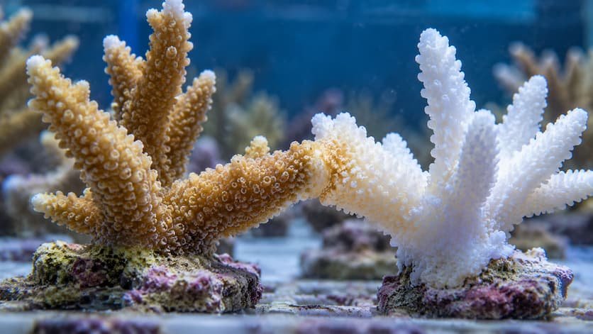 Corales blanqueados se recuperan en siete semanas al tocar otros sanos