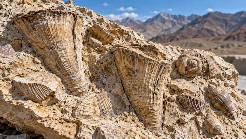 Fósiles revelan un antiguo mar de 39 °C en el Tíbet