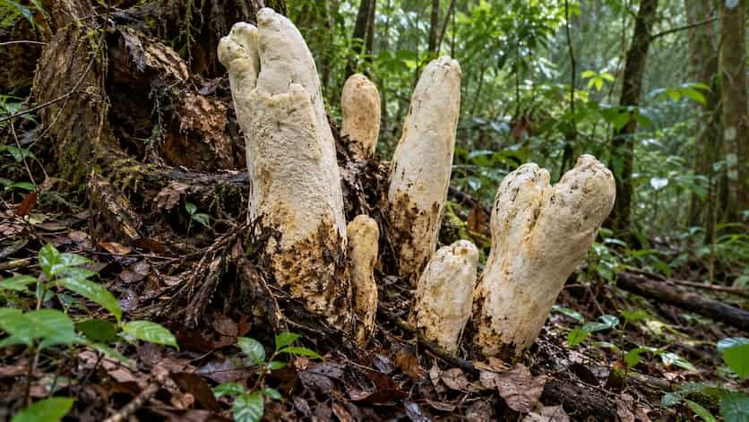 Descubren en China un hongo gigante de una familia desconocida