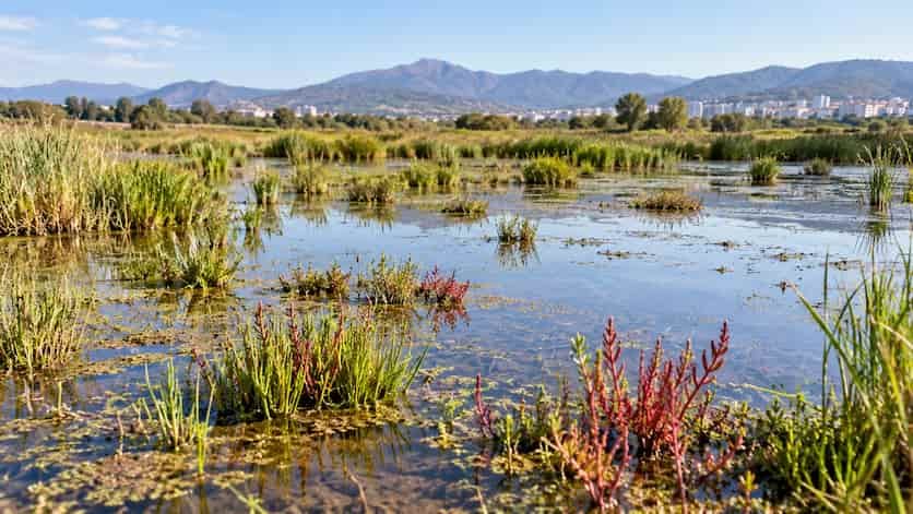 Argelia descubre una reserva botánica oculta en pequeños humedales