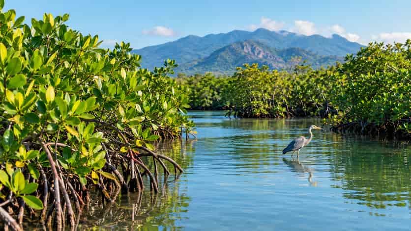 La biodiversidad sostiene más funciones de la naturaleza de lo previsto