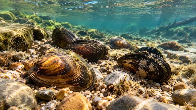 Descubren cinco nuevas especies de mejillones de agua dulce en EE. UU.