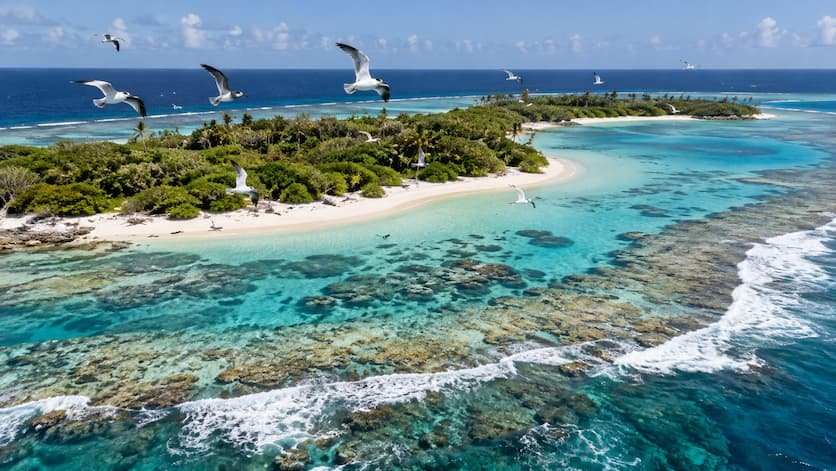Las aves marinas ayudan a proteger los atolones del aumento del mar