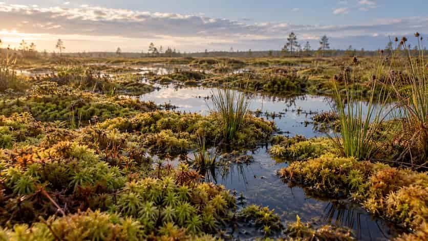 El agua frena la liberación de CO₂ de las turberas ante el calor