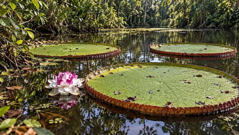 Colombia identifica un nenúfar gigante con una población muy reducida
