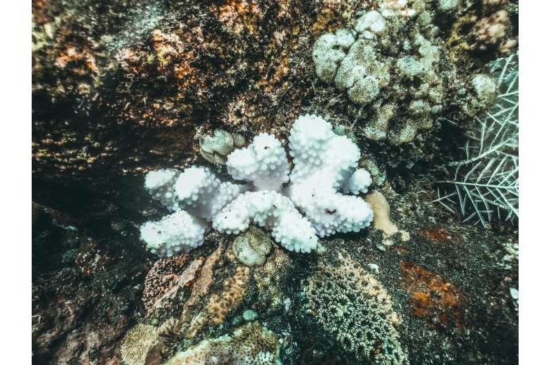 El Niño y las ondas atmosféricas amenazan los corales de Australia