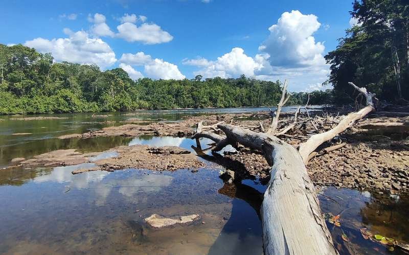 El calor y la sequía extrema amenazan a los bosques tropicales