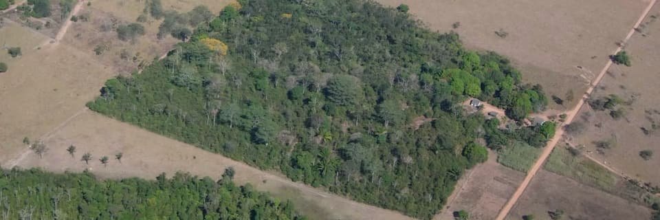 Los bosques fragmentados por la actividad humana pueden albergar más especies de aves si están rodeados de vegetación
