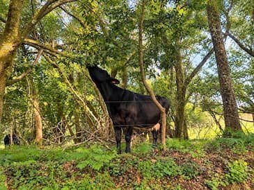 El Fondo Verde para el Clima aprueba 85,3 millones de USD para apoyar la conservación de los bosques y los medios de vida rurales en México