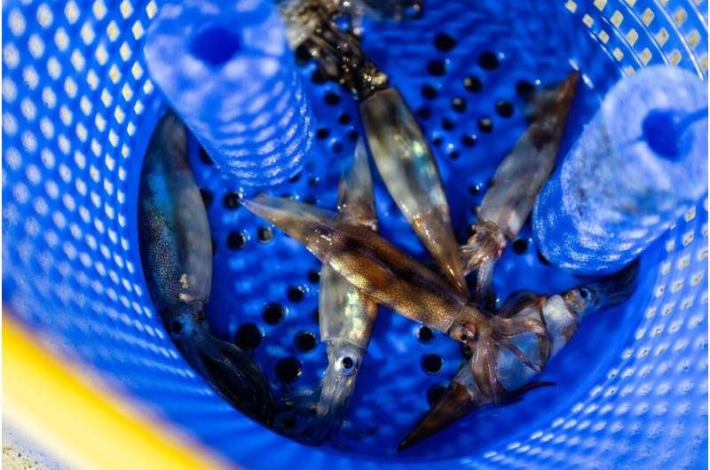 Una corriente de agua fría alteró las pesquerías del Atlántico