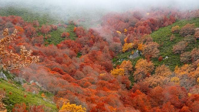 Los colores del otoño: qué ocurre dentro de las hojas