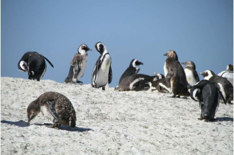El guano de pingüinos favorece la nieve verde en la Antártida