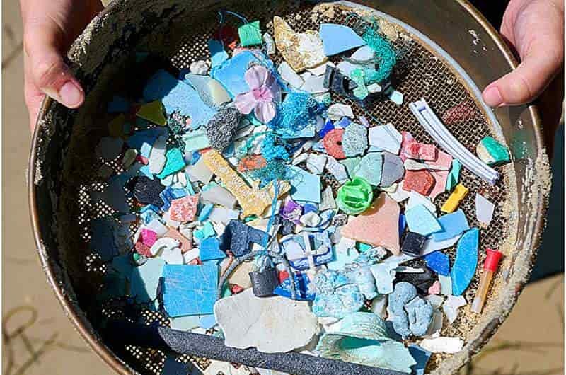 Microfibras plásticas agravan infecciones virales en truchas arcoíris
