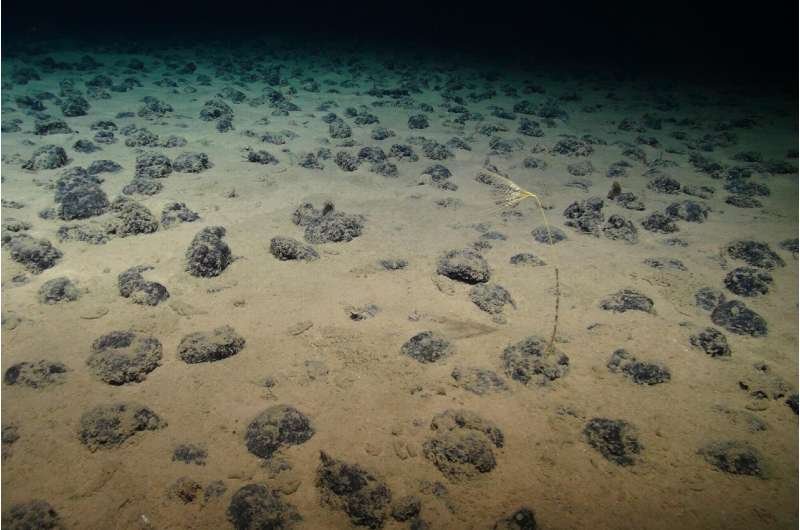 Proponen conectar 13 reservas del océano Pacífico para proteger la vida abisal