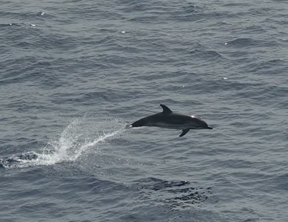 Tras la pista del rorcual y el cachalote en el Mediterráneo