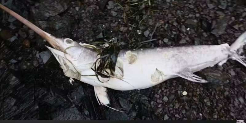 Un pez espada hallado en Canadá alerta sobre cambios en el océano